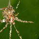Illustration for article titled Badass spider uses insect corpses to make a giant spider design decoy